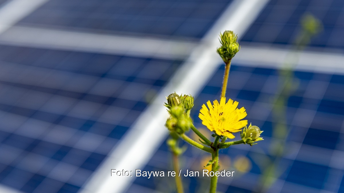 Zu sehen ist eine Blume vor einem Photovoltaik-Feld als symbolische Darstellung für die Pläne der Solarkraftwerke Südeifel.