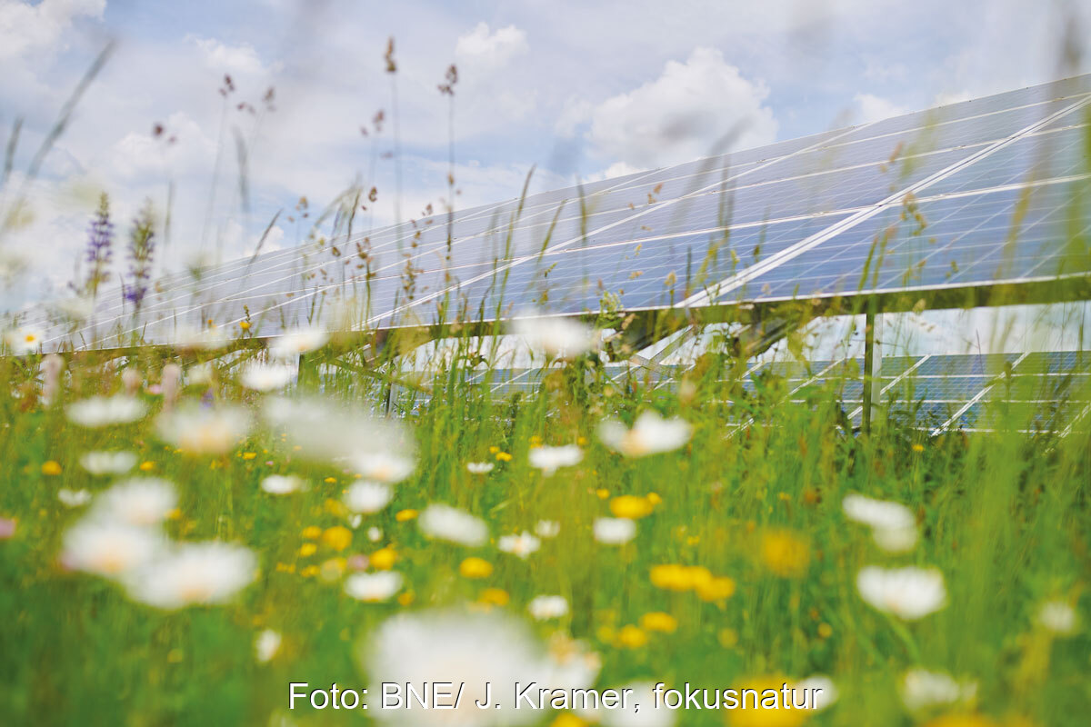 Blühende Wiese - offenbar mit hoher Biodiversität - in einem Solarpark aus Froschperspektive fotografiert